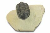 Bargain, Reedops Trilobite - Atchana, Morocco #287412-2